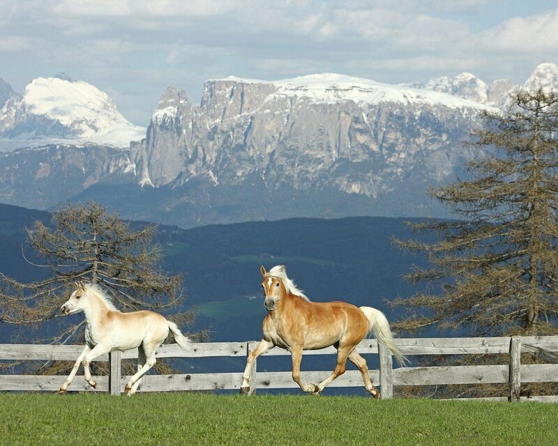 Two Horses Running — Green, Serene, Autumn