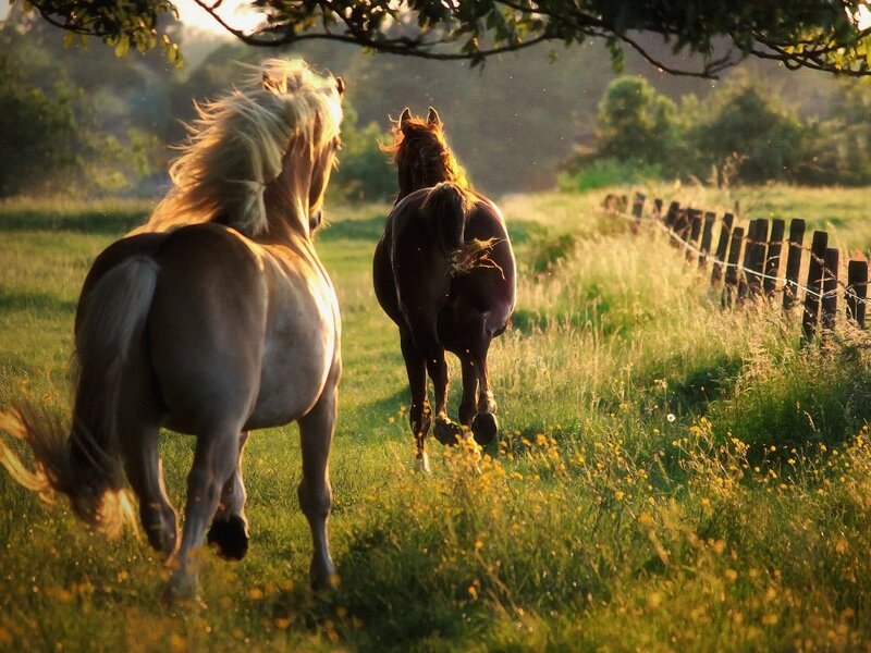 Two Horses Running — Green, Serene, Sunset, Photograph