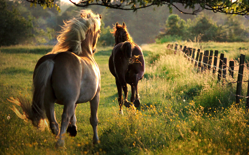 Two Horses Running — Green, Serene, Sunset