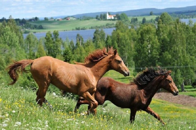 Two Horses Running — Green, Serene