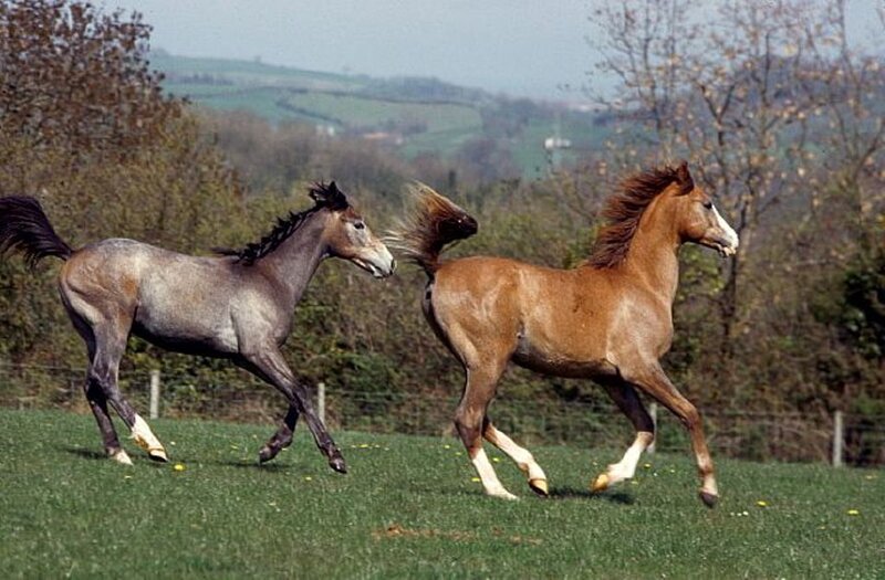 Two horses running in a field