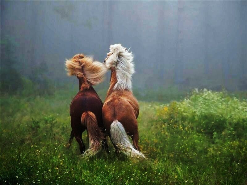 Two horses running in a field