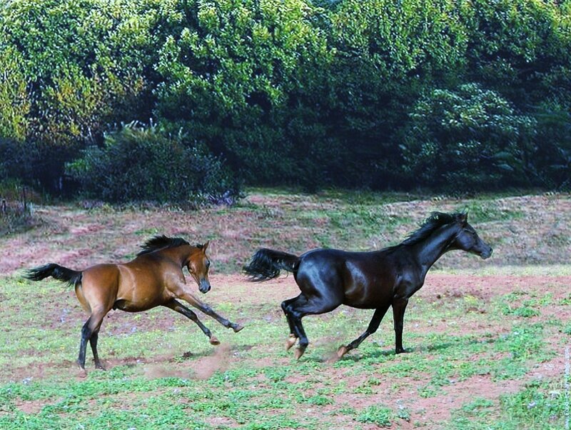 Two horses running in a field