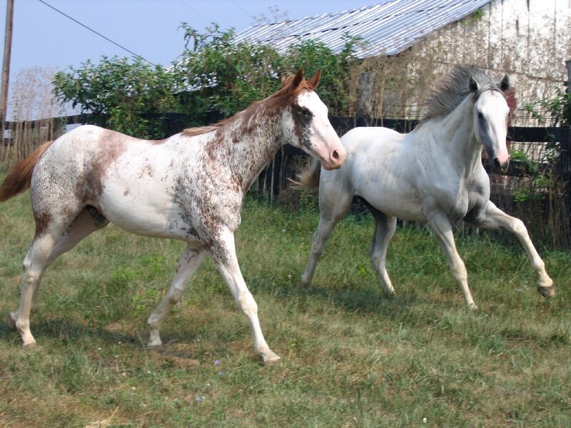 Two horses running in a field