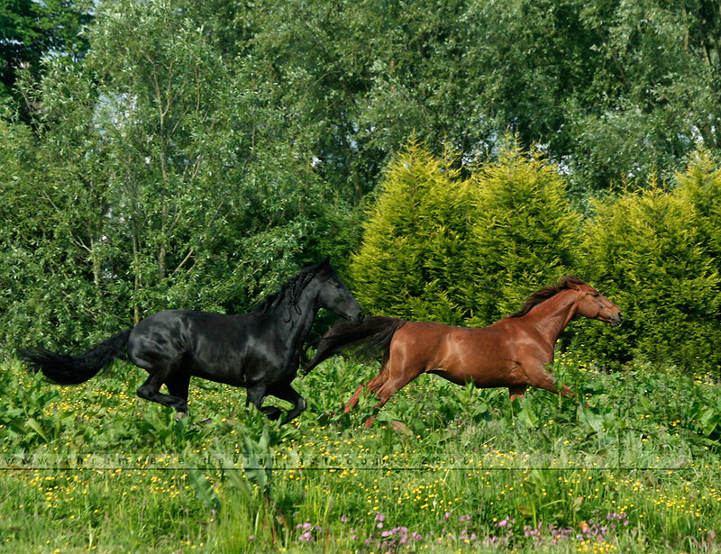 Two horses running in a field