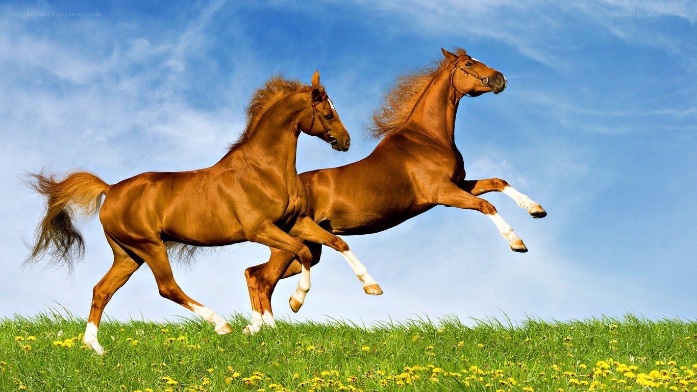 Two horses running in a field