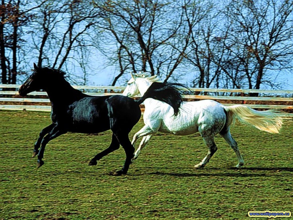Two horses running in a field