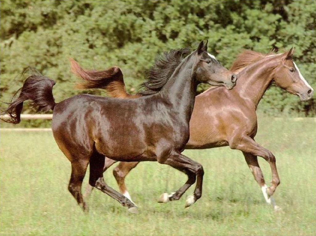 Two horses running in a field