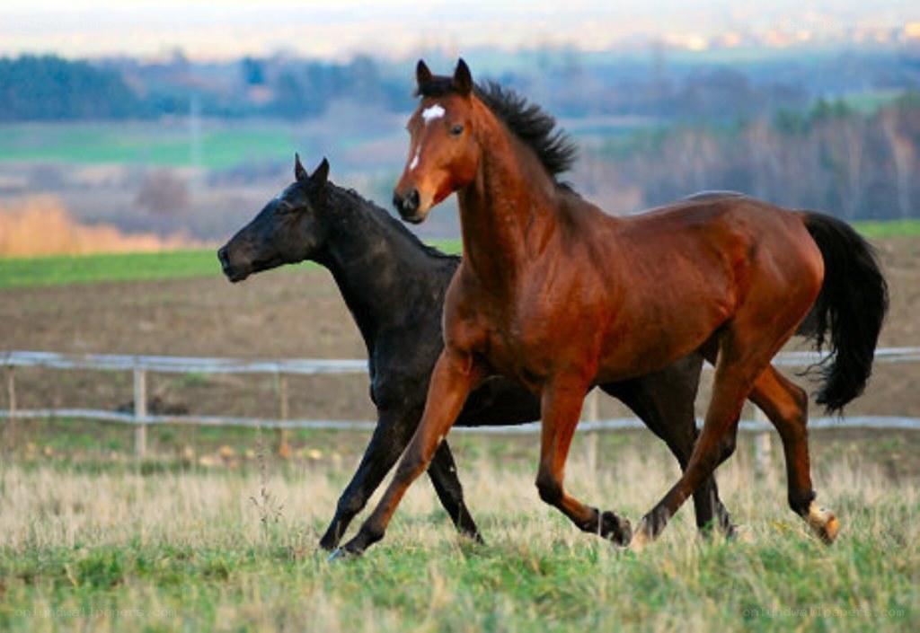 Two horses running in a field