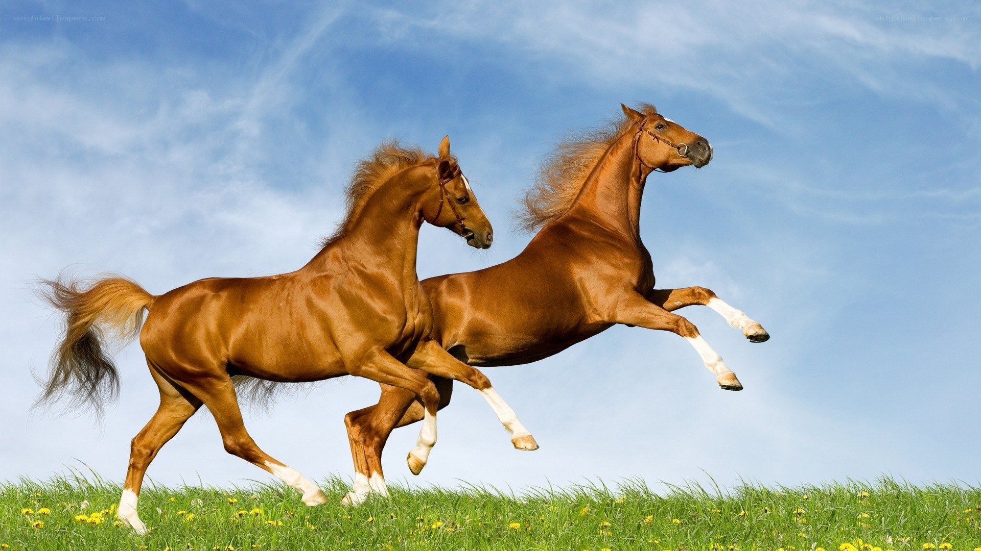 Two horses running in a field