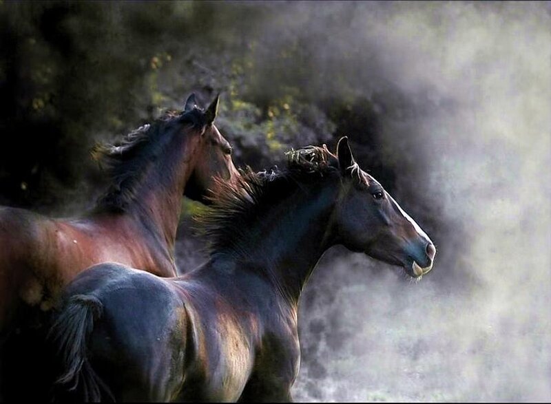Two horses running in mist