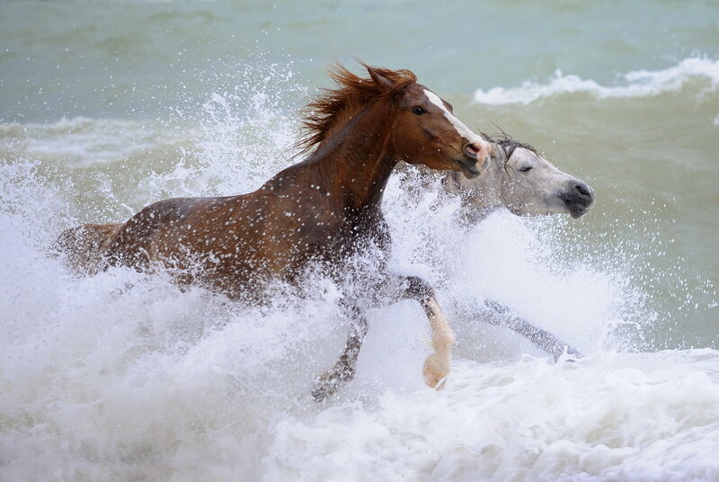 Two Horses Running in Water — Brown