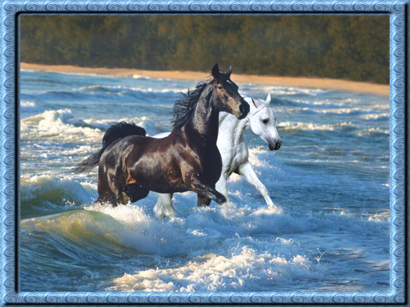 Two Horses Running in Water
