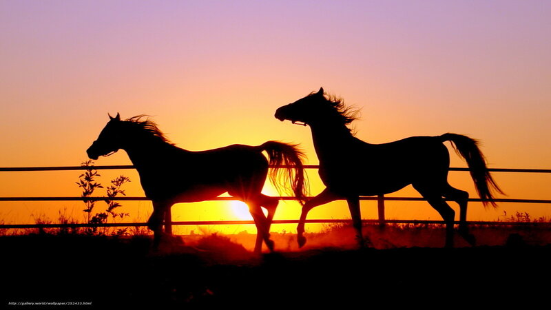 Two Horses Running — Orange, Dramatic, Sunset, Photograph, Fence