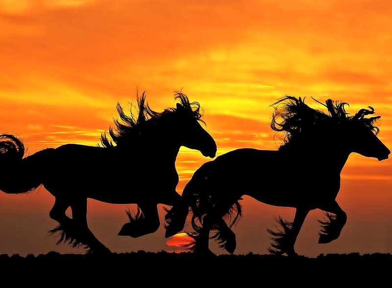 Two Horses Running — Orange, Dramatic, Sunset, Photograph, Sky, Sun