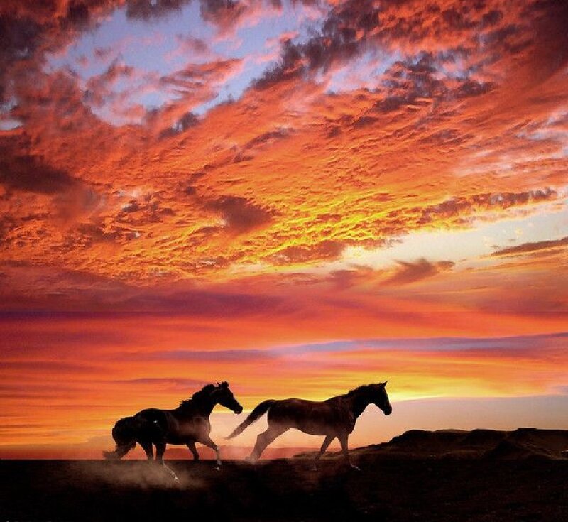 Two Horses Running — Orange, Dramatic, Sunset, Photograph, Sky