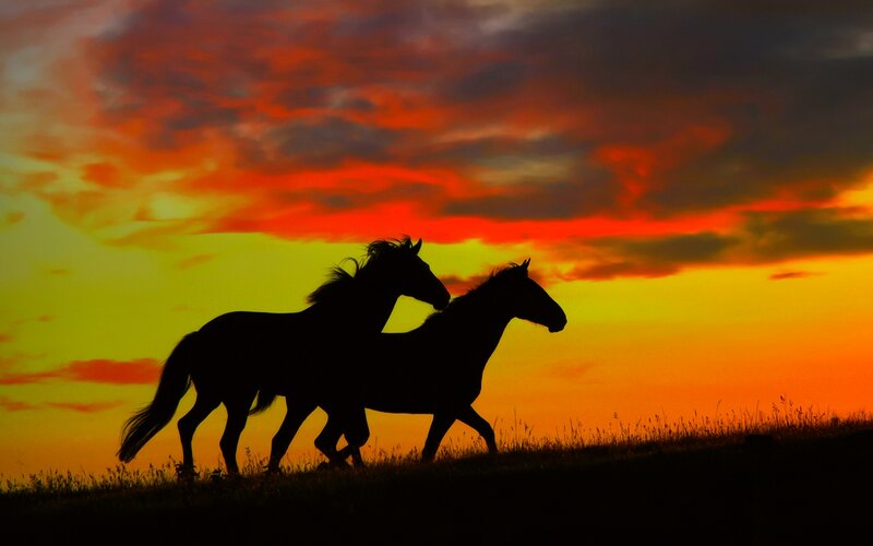 Two Horses Running — Orange, Dramatic, Sunset