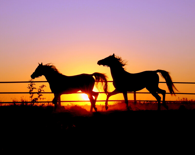 Two Horses Running — Orange, Dramatic