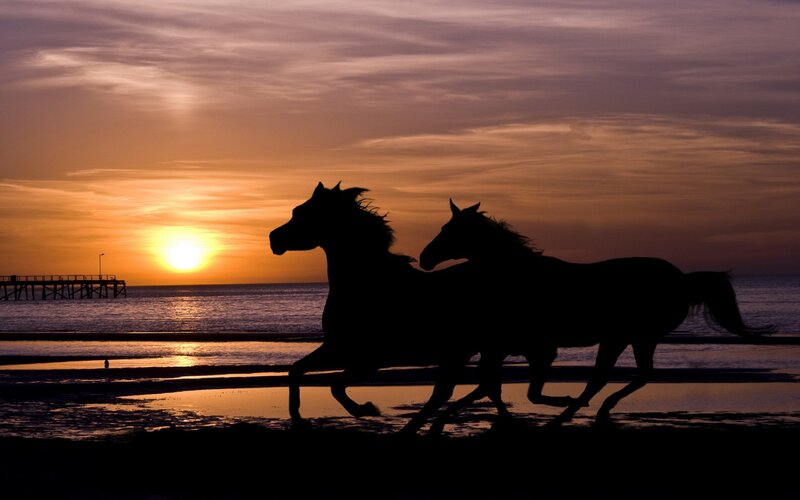 Two Horses Running — Orange, Serene