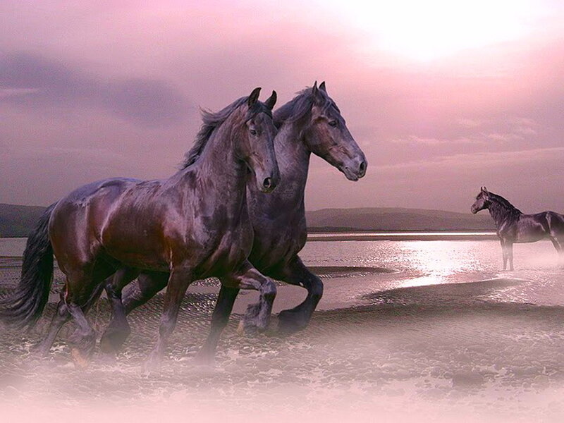 Two Horses Running — Purple