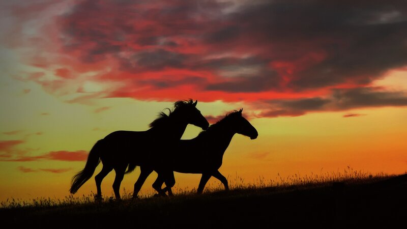 Two Horses Running — Red, Dramatic, Sunset, Photograph, Sky, Grass