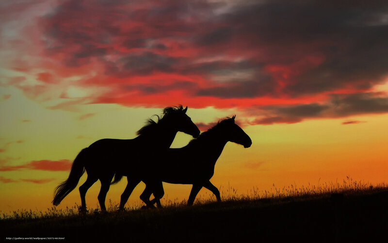 Two Horses Running — Red, Dramatic, Sunset, Photograph, Sky
