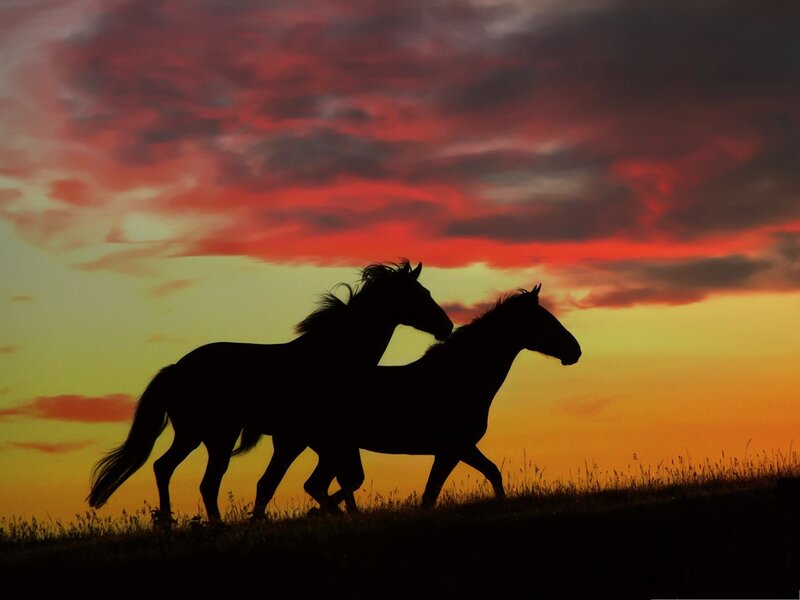 Two Horses Running — Red, Dramatic, Sunset, Photograph