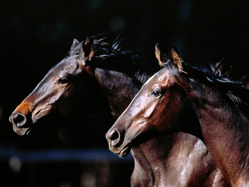 two horses running side by side