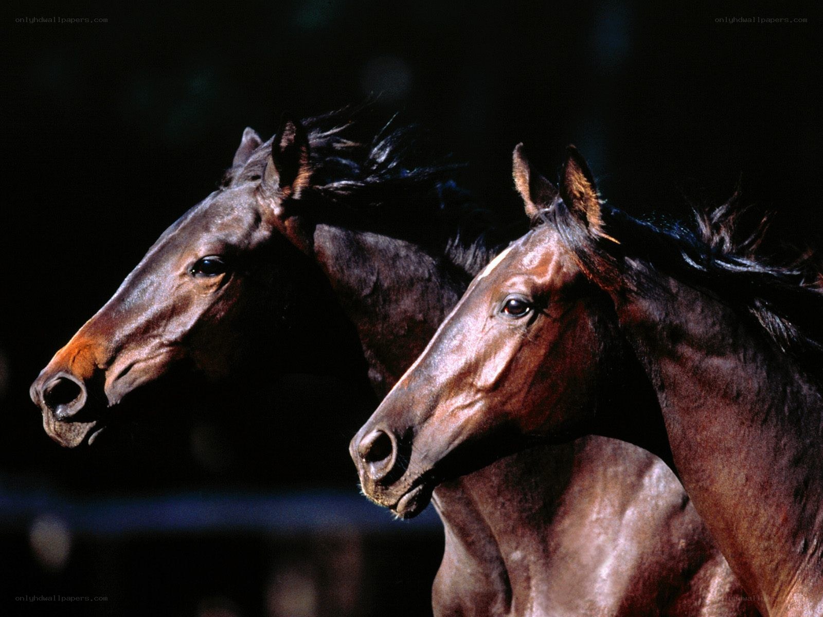 Two horses running side by side