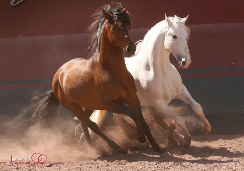Two Horses Running