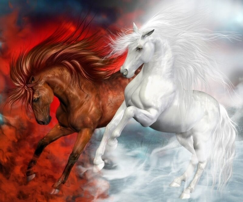 Two horses running together