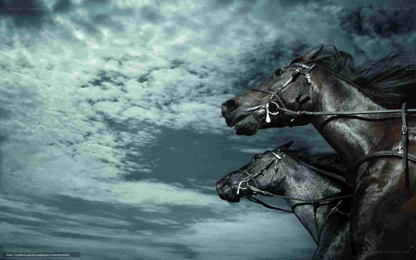 two horses running together