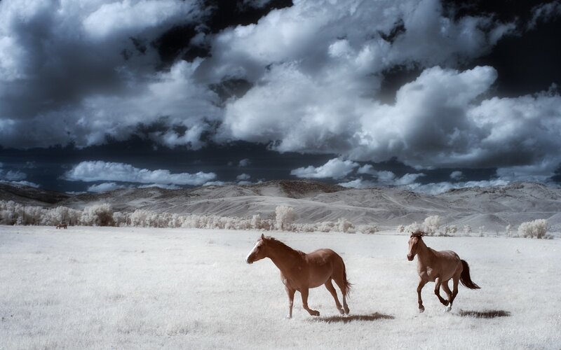 Two Horses Running — White, Dramatic, Photograph
