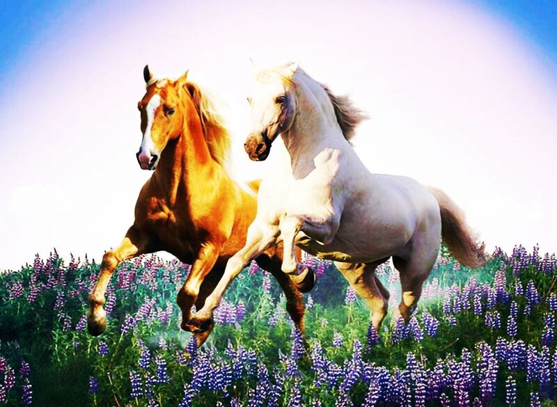 Two Horses Running — White, Dynamic, Afternoon