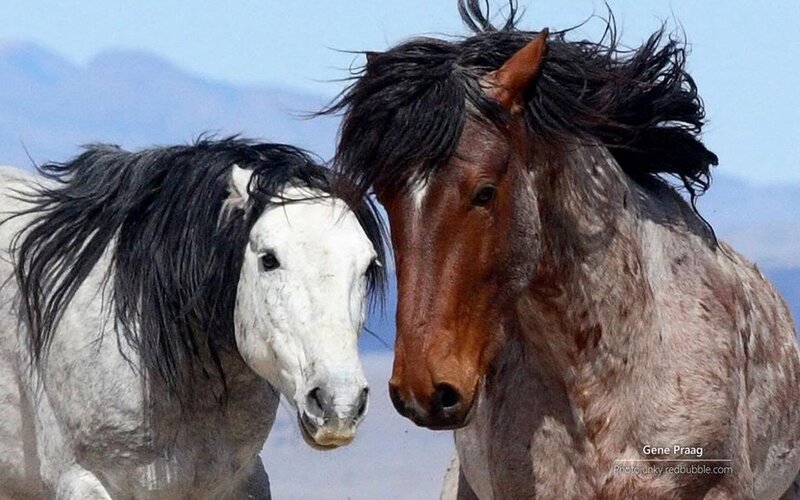 Two Horses Running — White, Dynamic, Photograph, Mountains