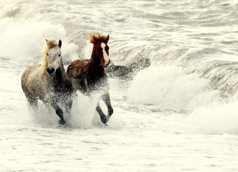 Two Horses Running — White, Dynamic, Photograph