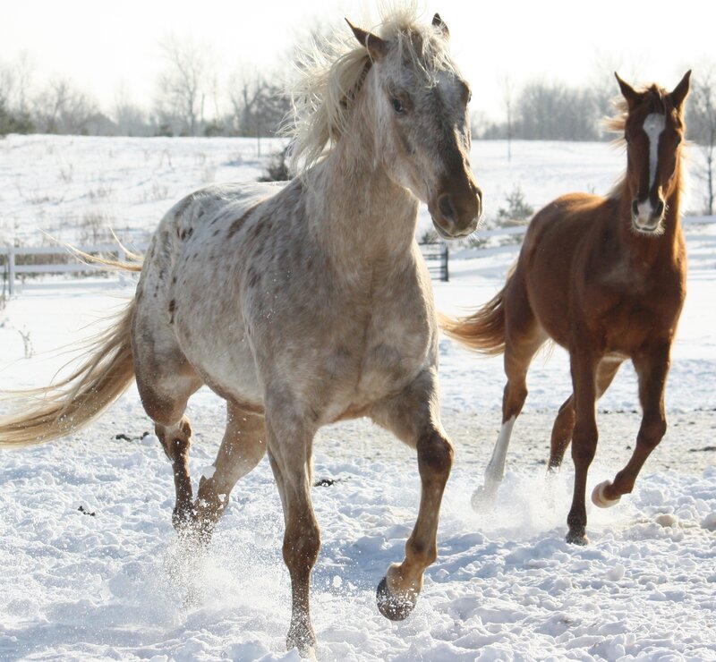 Two Horses Running — White, Dynamic, Winter, Photograph, Snow, Field