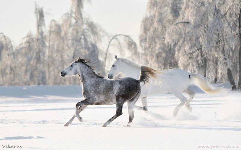 Two Horses Running — White, Dynamic, Winter, Photograph, Snow