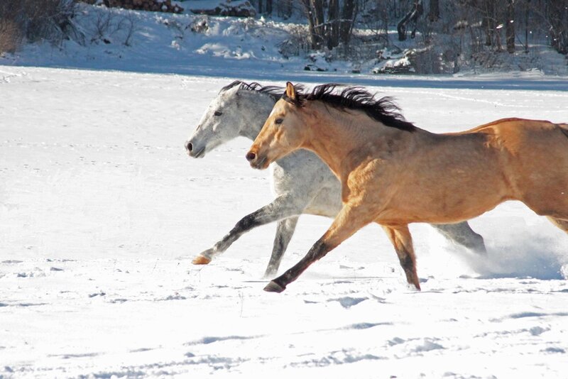 Two Horses Running — White, Dynamic, Winter, Photograph