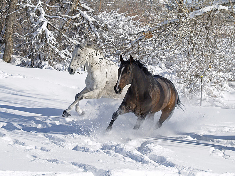 Two Horses Running — White, Dynamic, Winter