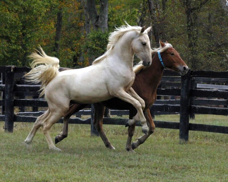 Two Horses Running — White