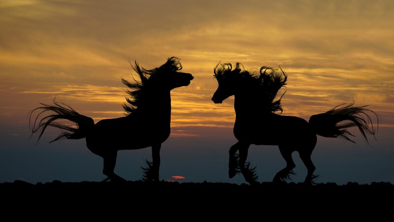Two Horses Running — Yellow