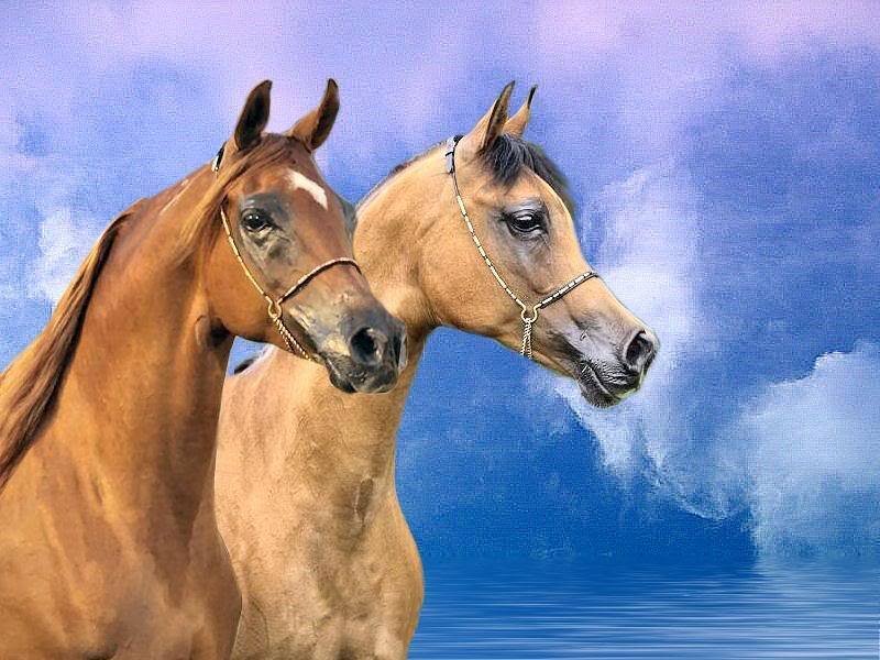 Two Horses Side by Side