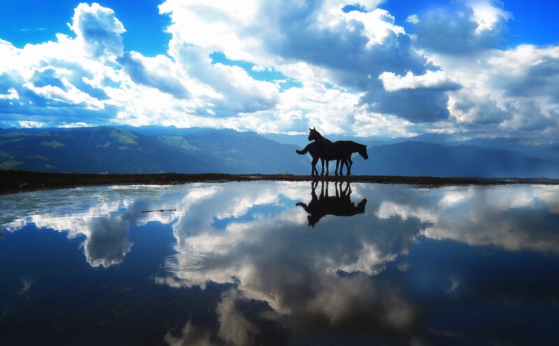 Two Horses Silhouetted — Blue