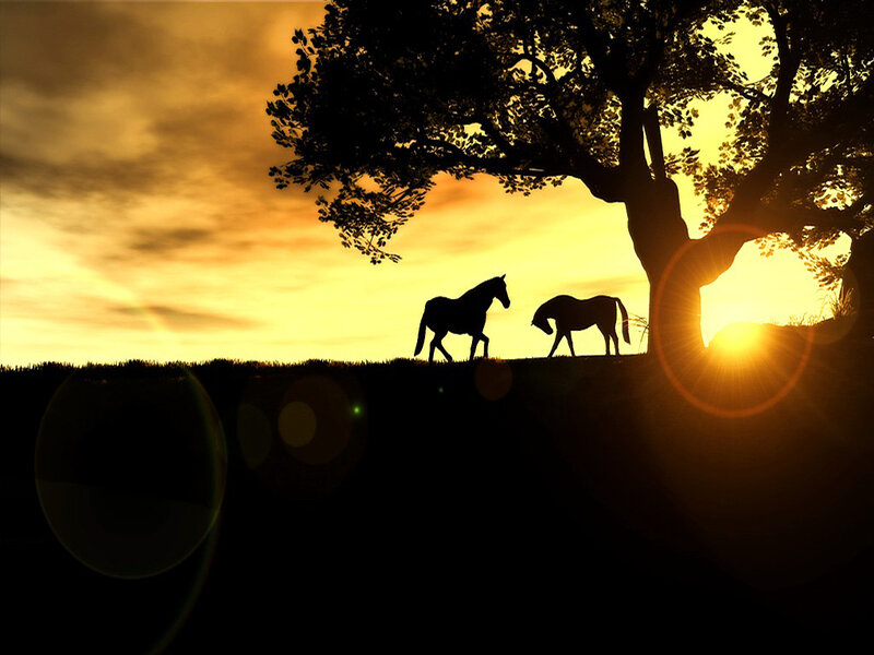 Two Horses Silhouetted