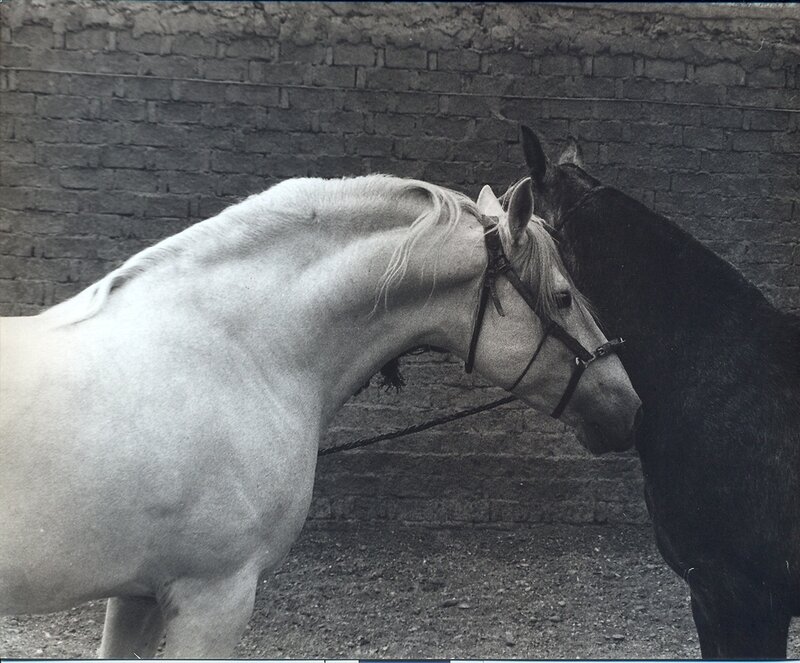 Two Horses Standing — Black, Calm, Photograph, Brick Wall