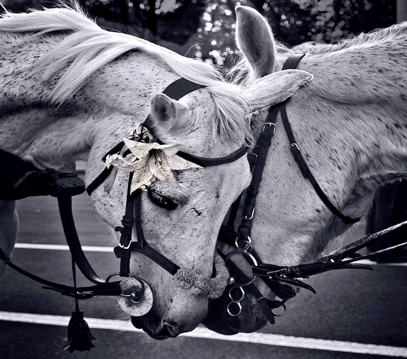 Two Horses Standing — Black, Calm, Photograph