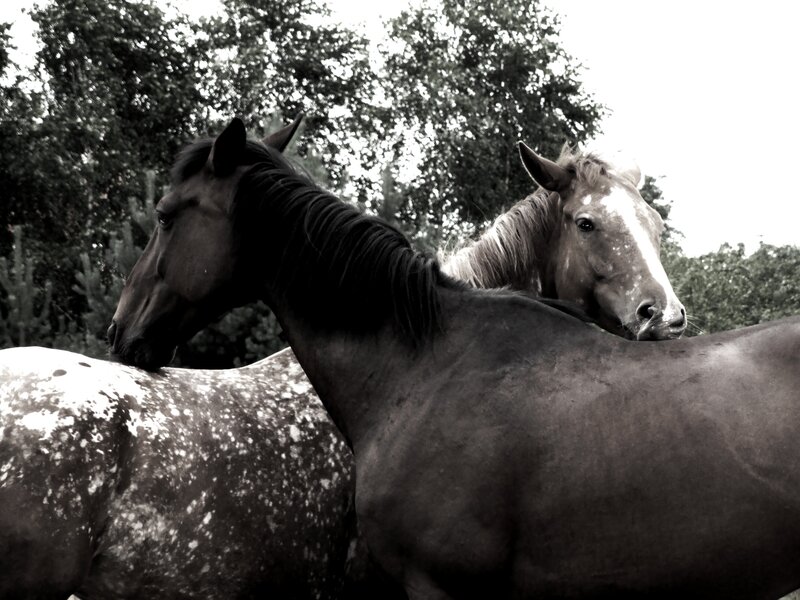 Two Horses Standing — Black, Calm, Photograph, Trees