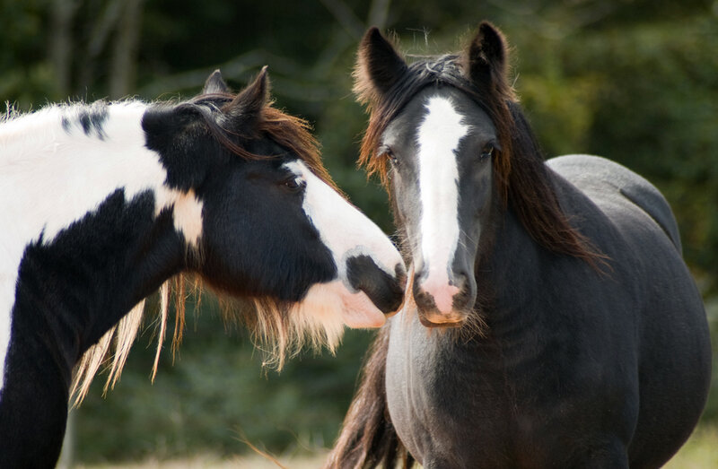 Two Horses Standing — Black, Calm