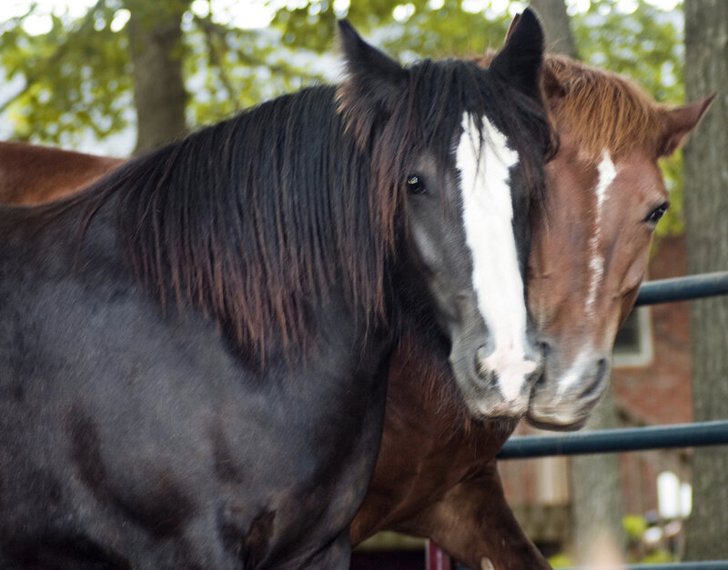 Two Horses Standing — Black